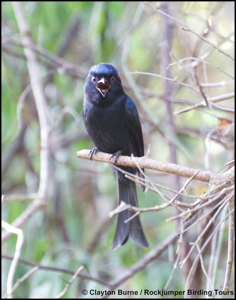 Square-tailed Drongo - ML285997691