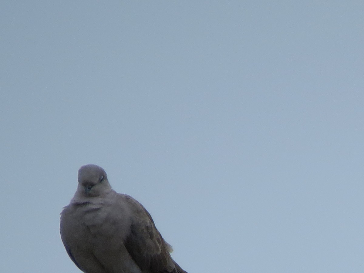 Eurasian Collared-Dove - ML285999251