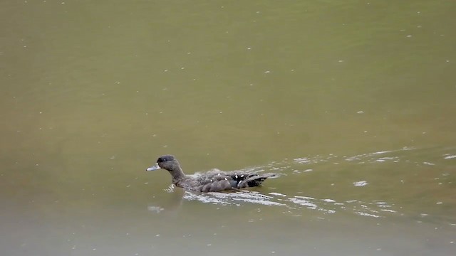 African Black Duck - ML286001171