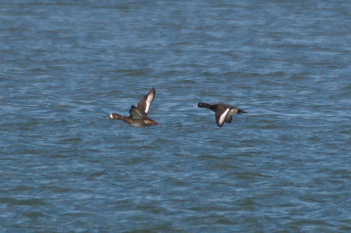 Greater Scaup - ML286004101