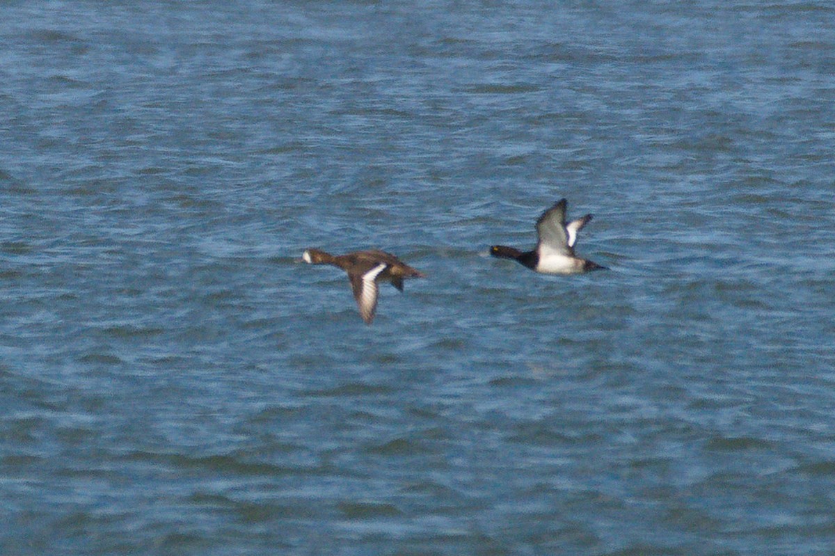Greater Scaup - ML286004121