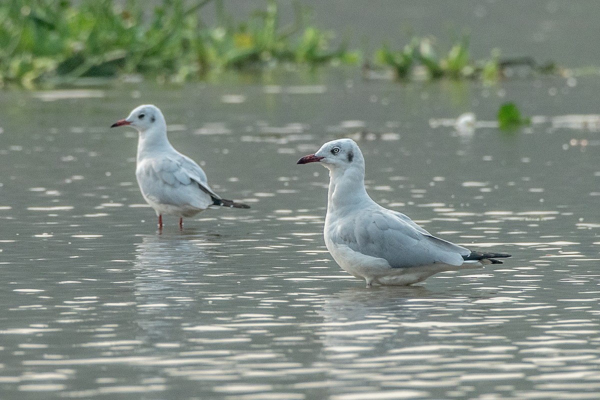 Brown-headed Gull - Vivek Saggar
