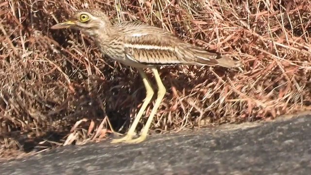 Indian Thick-knee - ML286006851