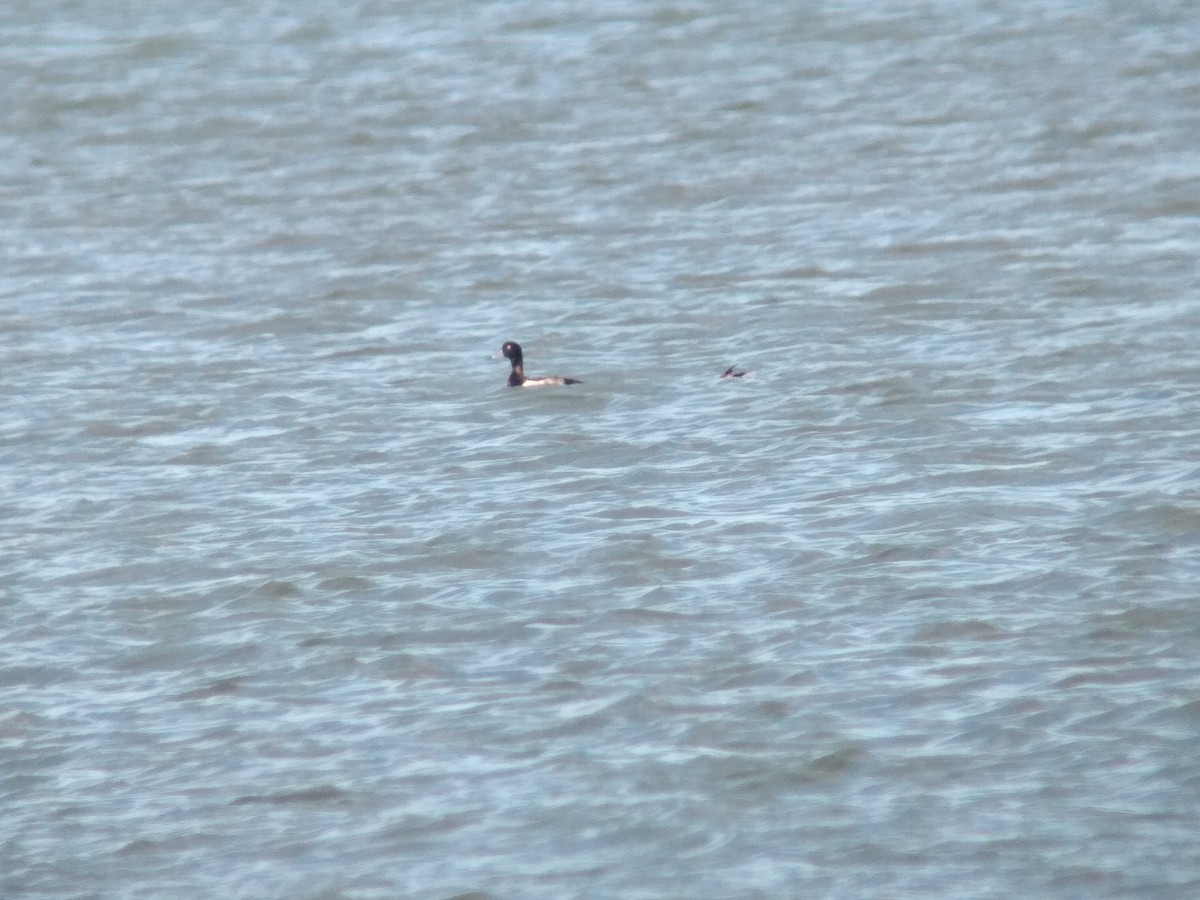 Greater Scaup - ML286007171