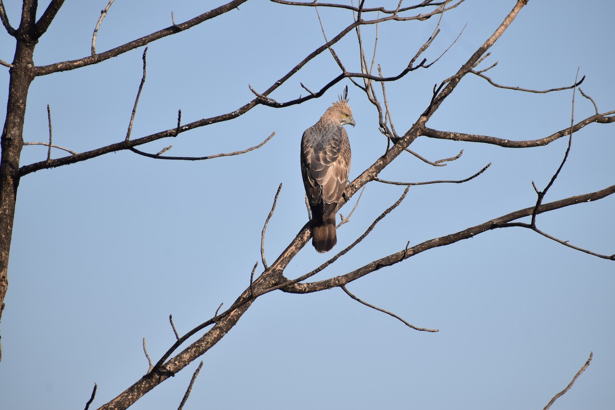 Changeable Hawk-Eagle (Crested) - Aditya Soman