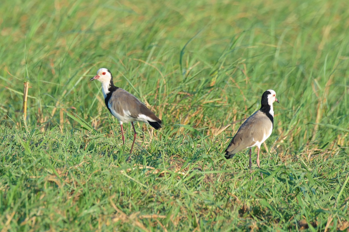 Long-toed Lapwing - Marilyn Henry