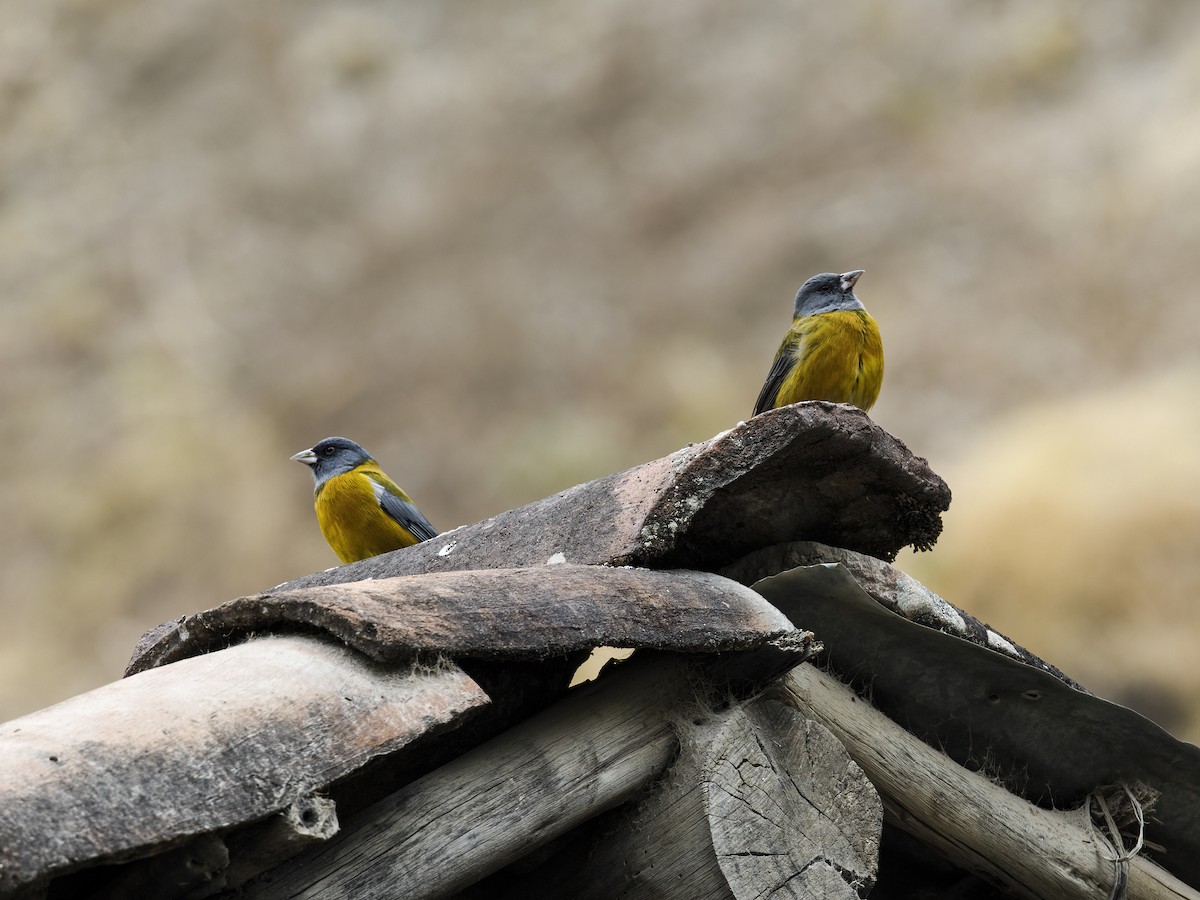 Peruvian Sierra Finch - Nick Athanas