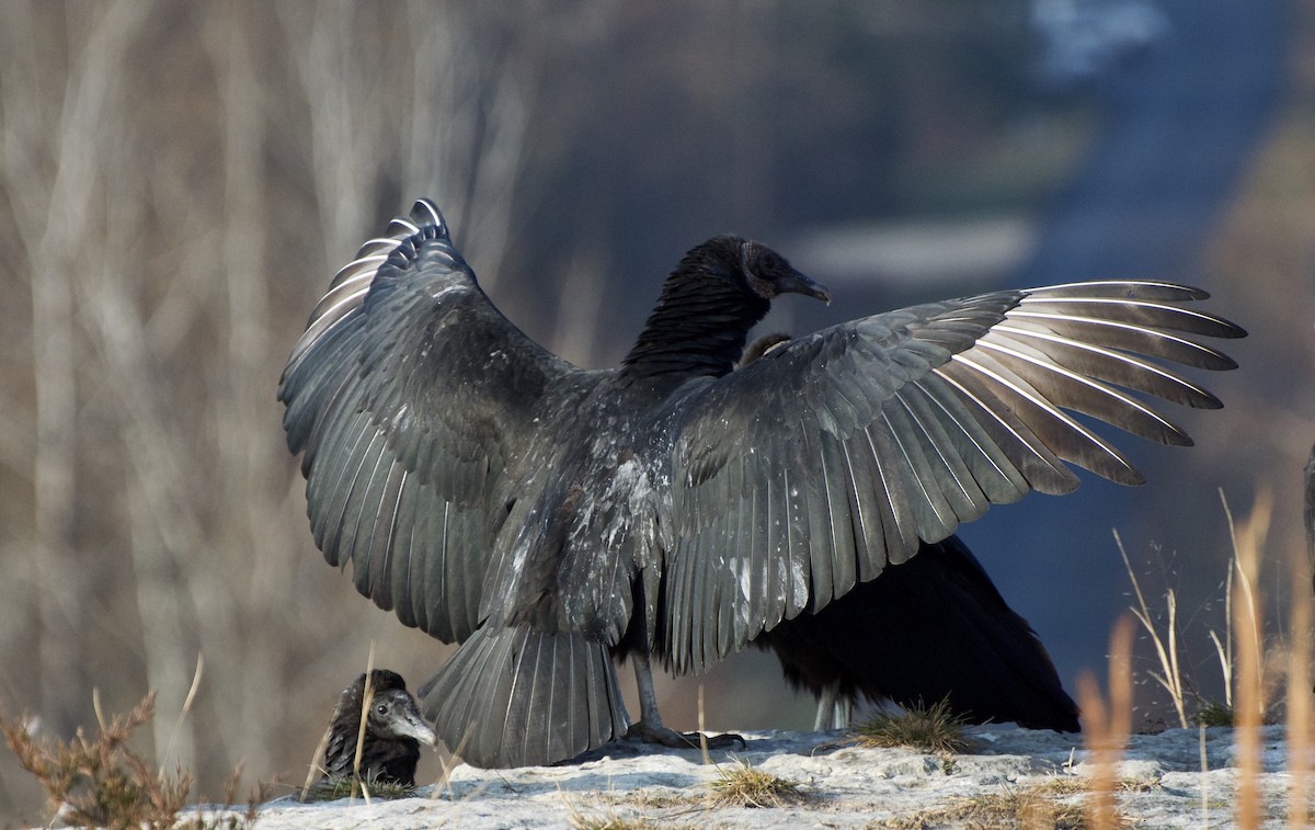 Black Vulture - ML286026141