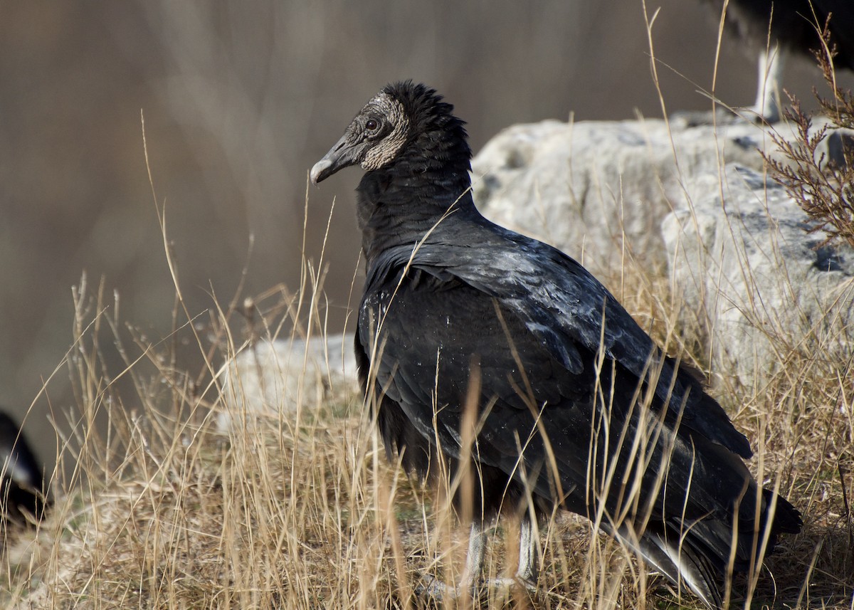 Black Vulture - ML286026191