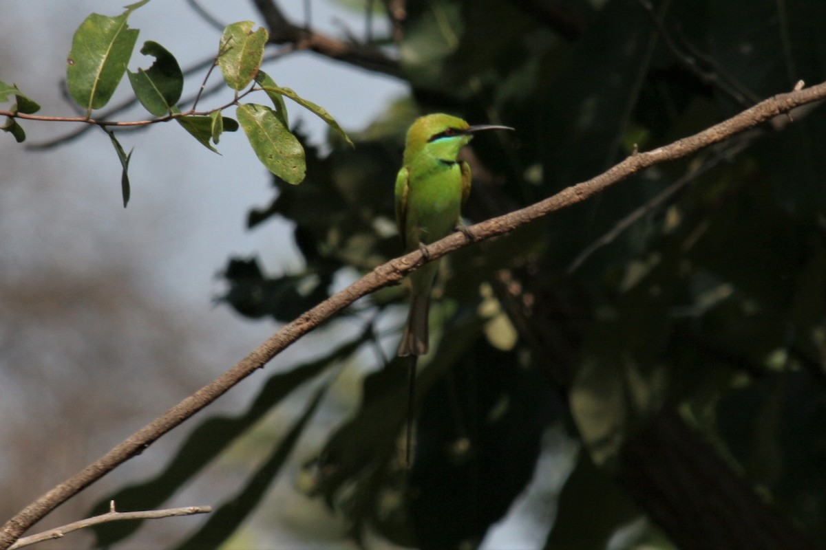 African Green Bee-eater - ML286028011