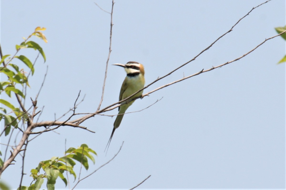 White-throated Bee-eater - ML286028041