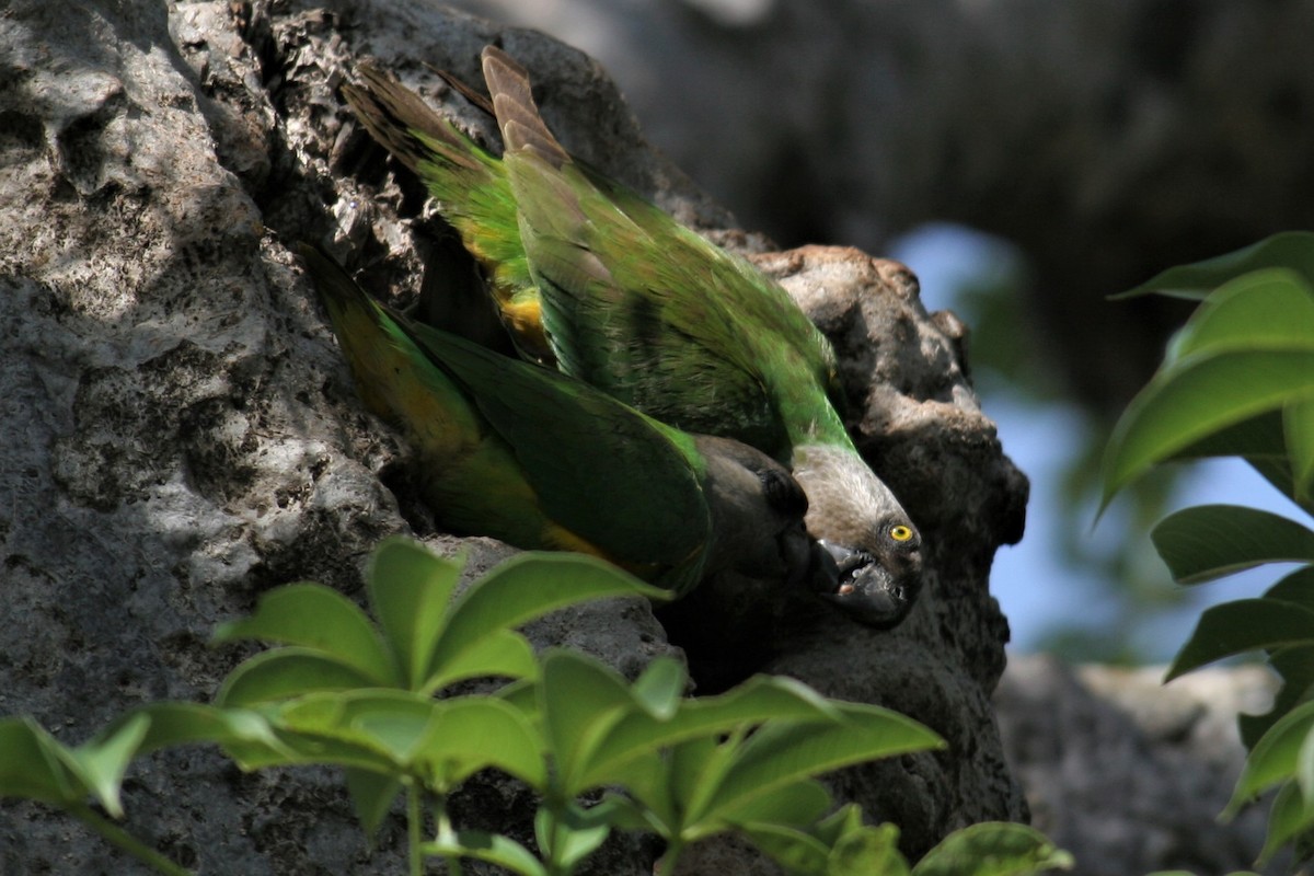 Senegal Parrot - ML286028281
