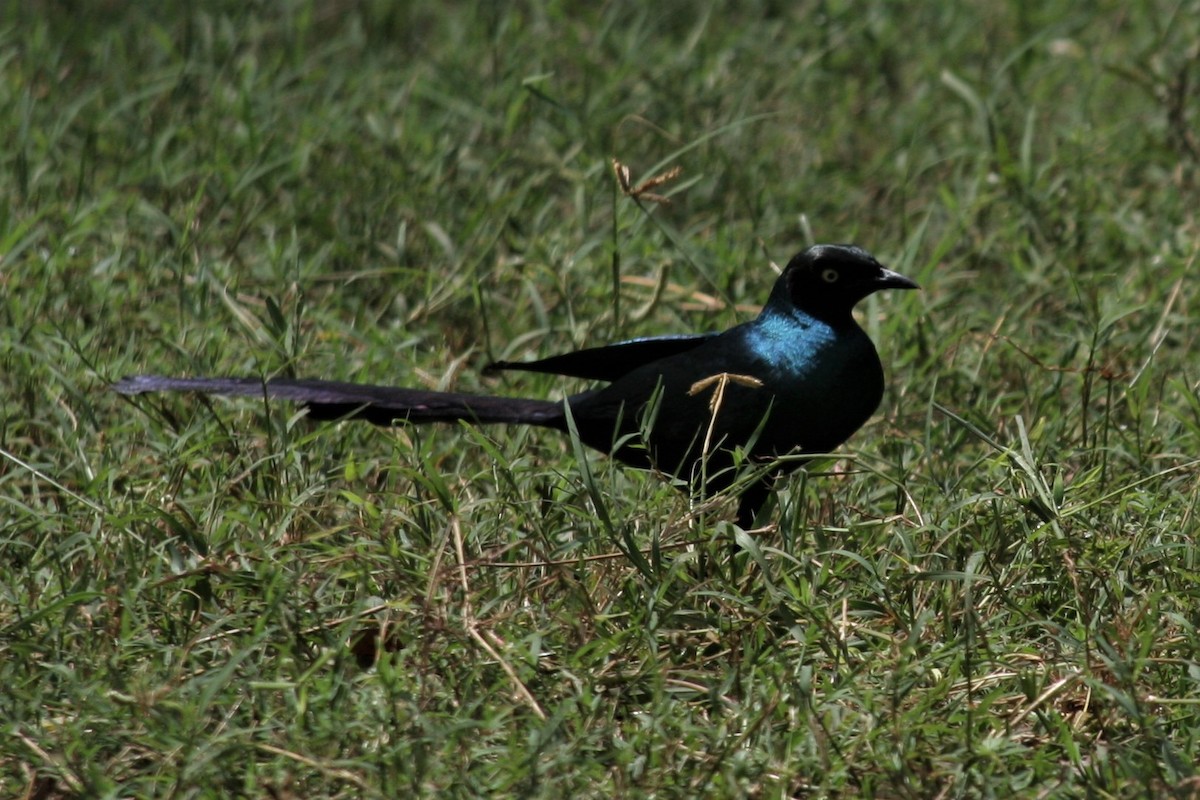 Long-tailed Glossy Starling - ML286028541