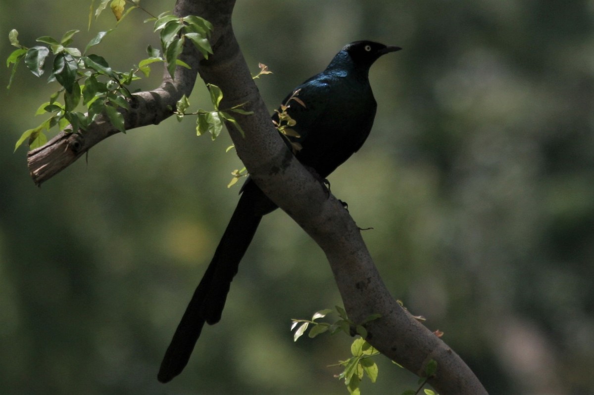 Long-tailed Glossy Starling - ML286028551