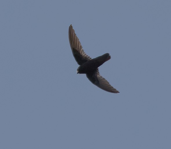 Spot-fronted Swift - ML286033351