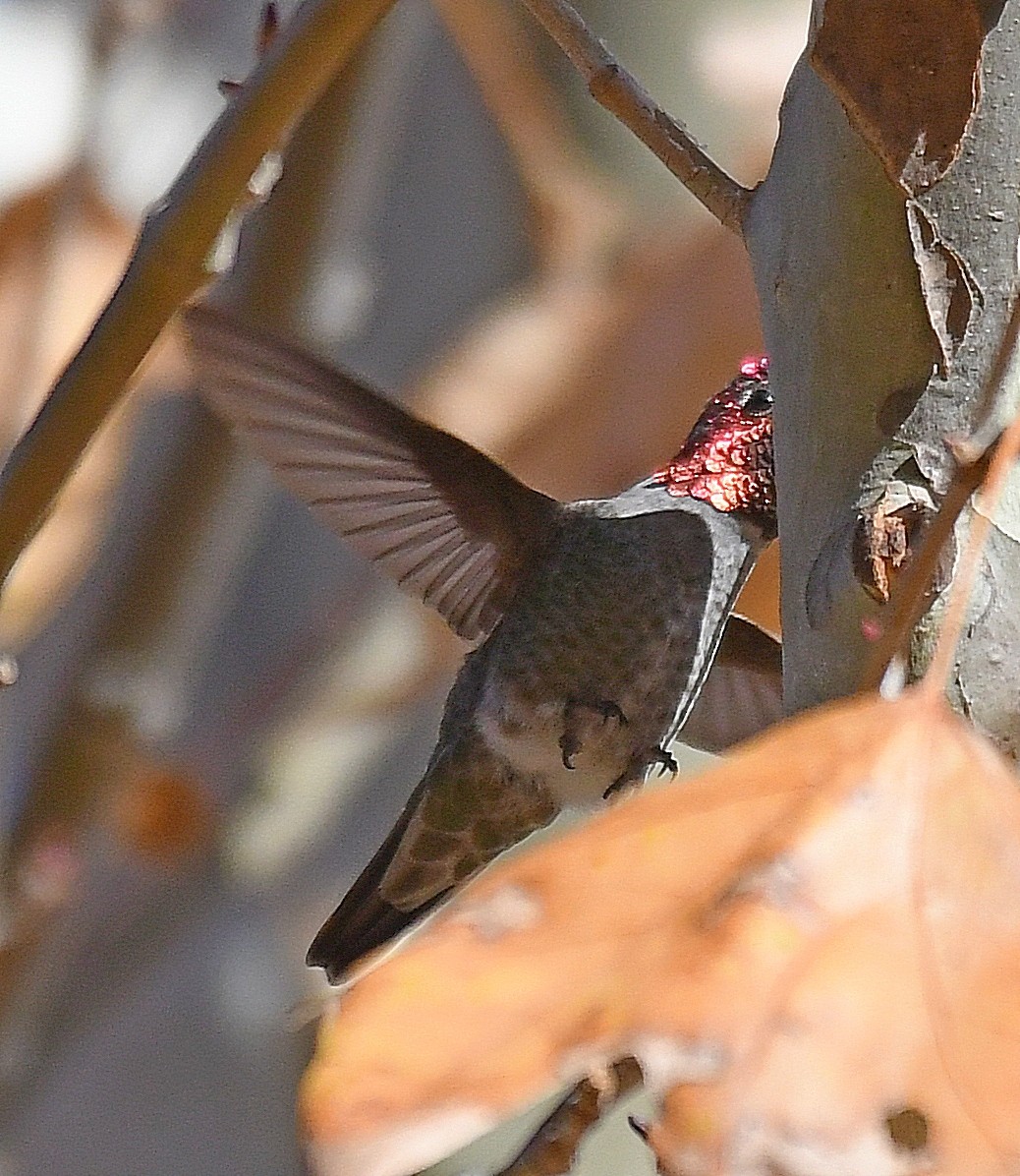 Anna's Hummingbird - ML286034921