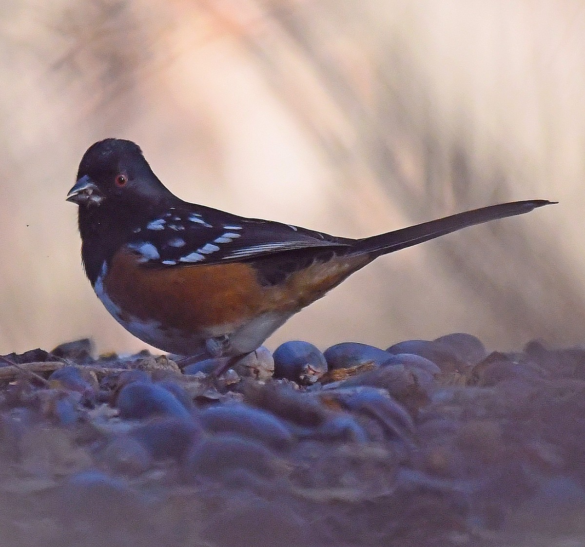 Spotted Towhee - ML286035261