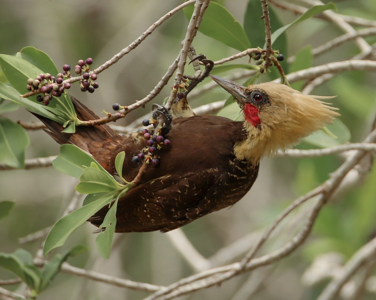 Pale-crested Woodpecker - Rodrigo Díaz