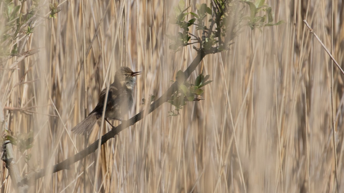 Common Reed Warbler - ML28604181