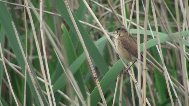 Common Reed Warbler - ML286043681