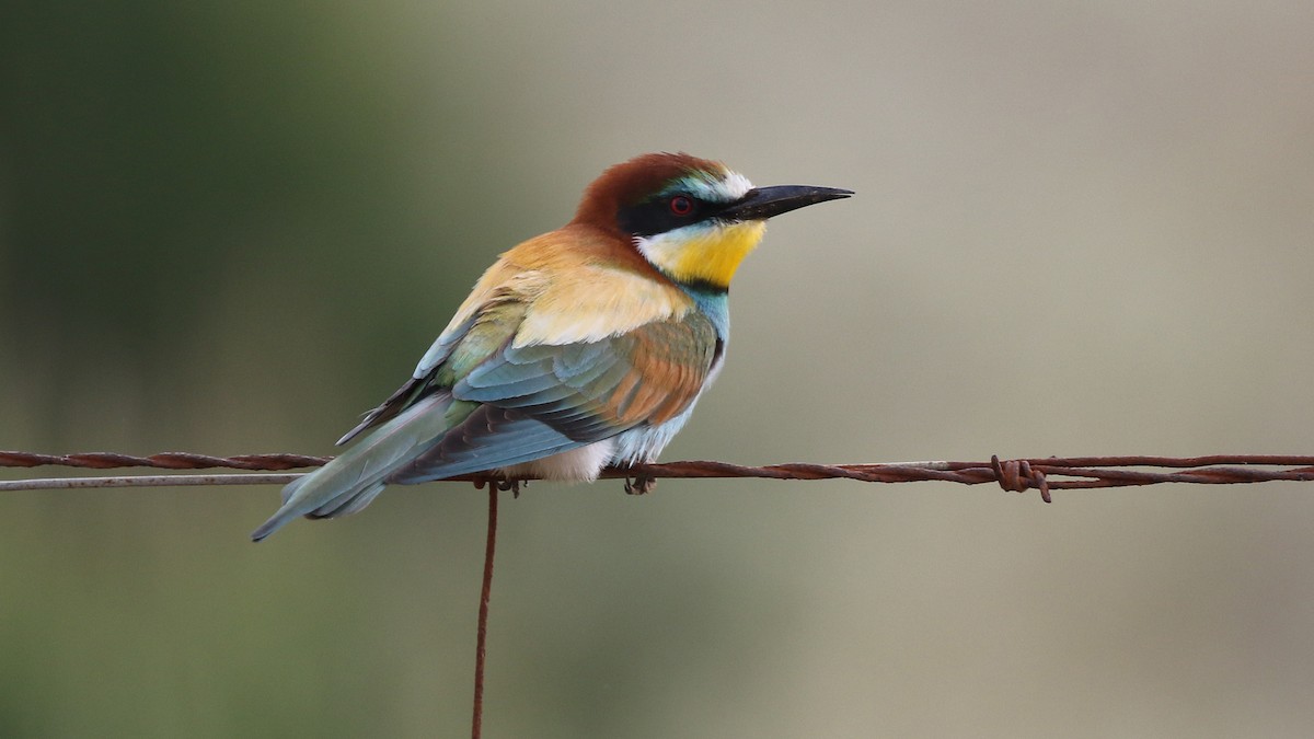 European Bee-eater - Daniel Jauvin