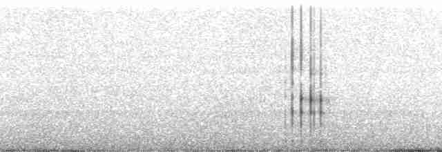 Kırlangıç Kuyruklu Martı - ML28605