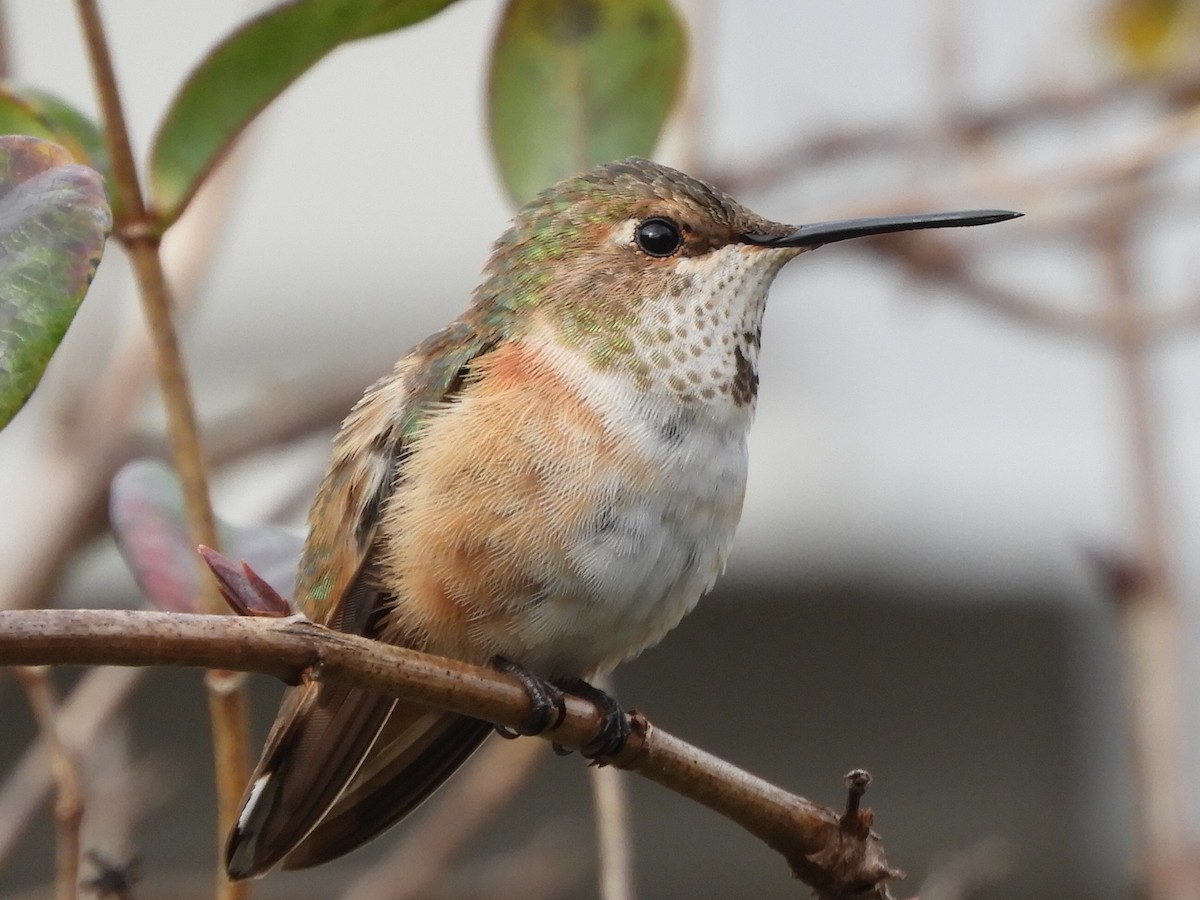 Rufous Hummingbird - Dennis Kent