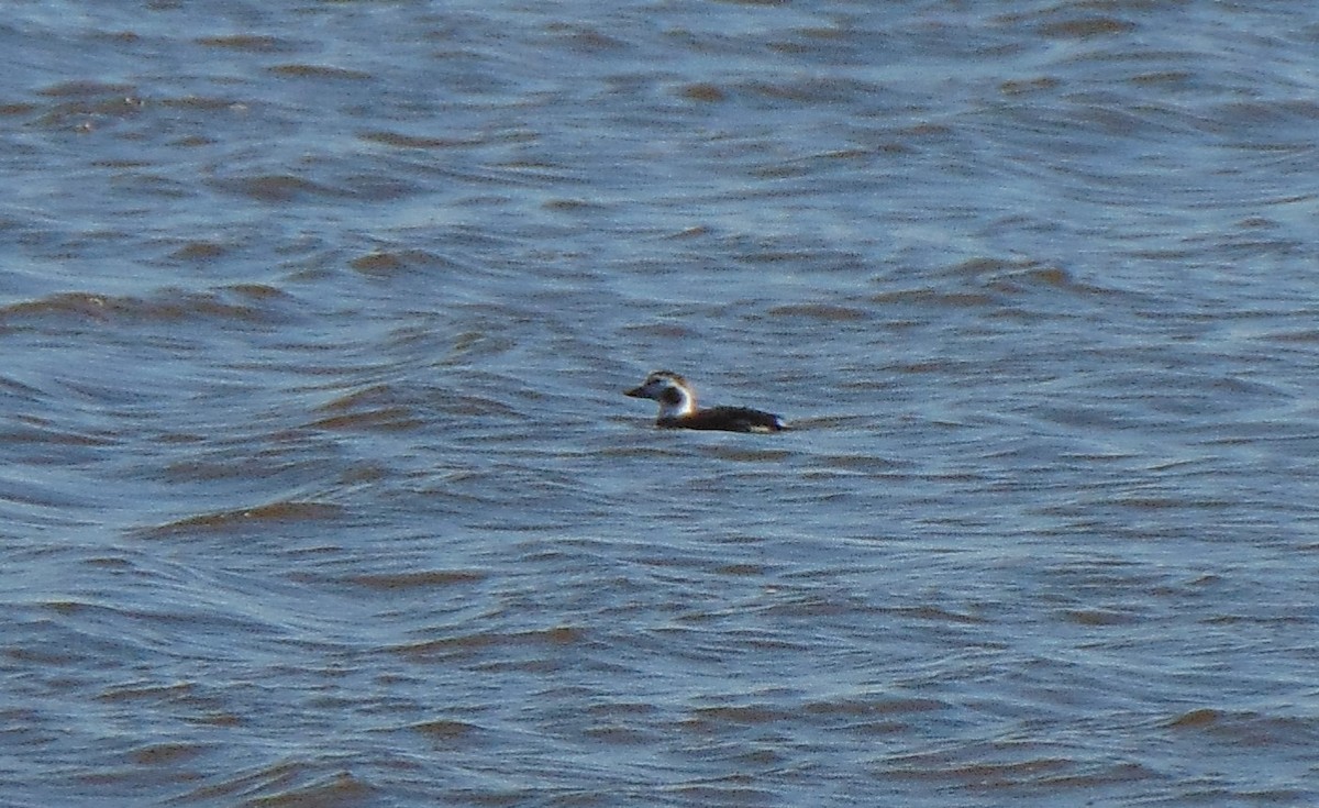 Long-tailed Duck - ML286060471
