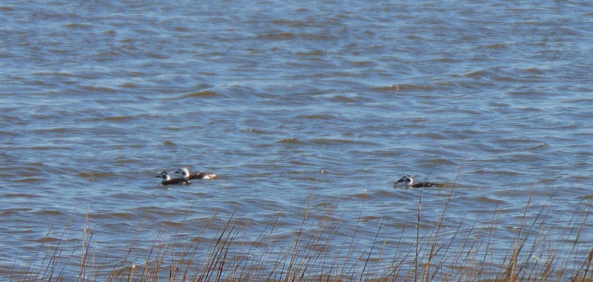 Long-tailed Duck - ML286060521