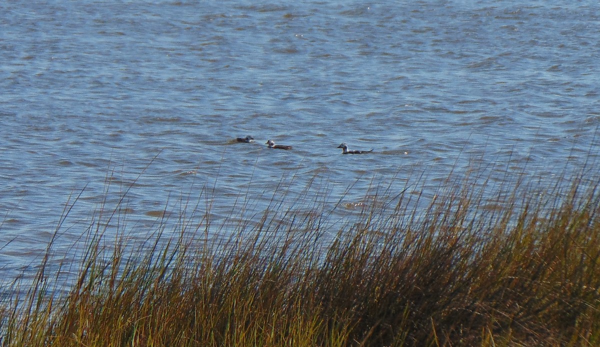Long-tailed Duck - ML286060531