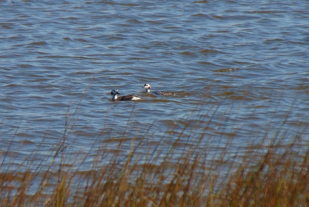 Long-tailed Duck - ML286060551