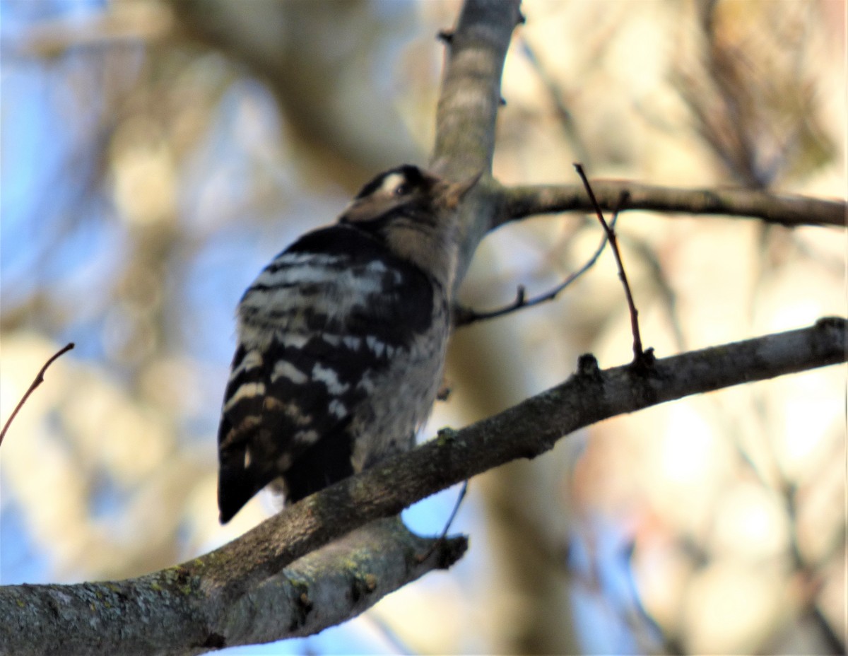 Lesser Spotted Woodpecker - ML286063171