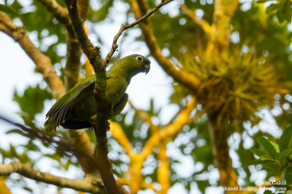 Red-lored Parrot (Red-lored) - ML286063491