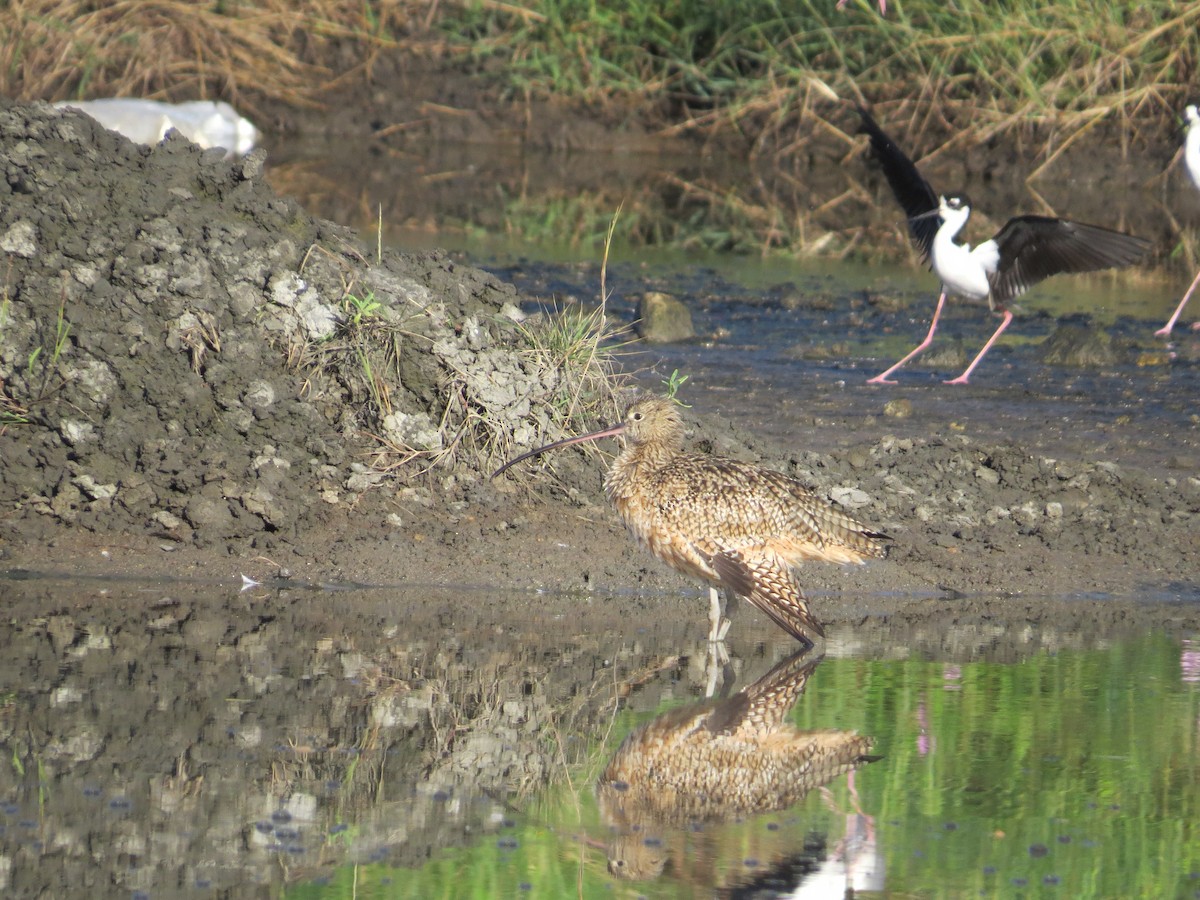 Long-billed Curlew - ML286073421