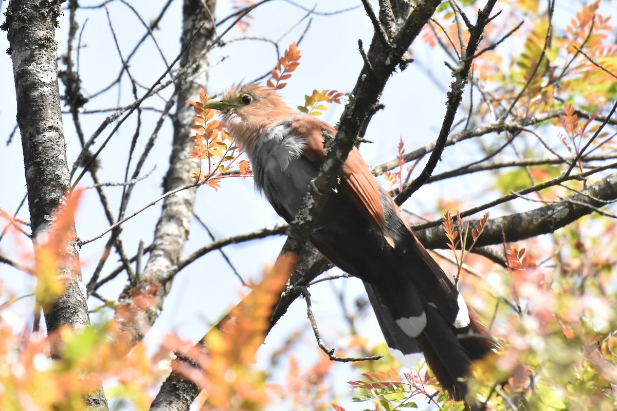 Squirrel Cuckoo - Daniel Mérida