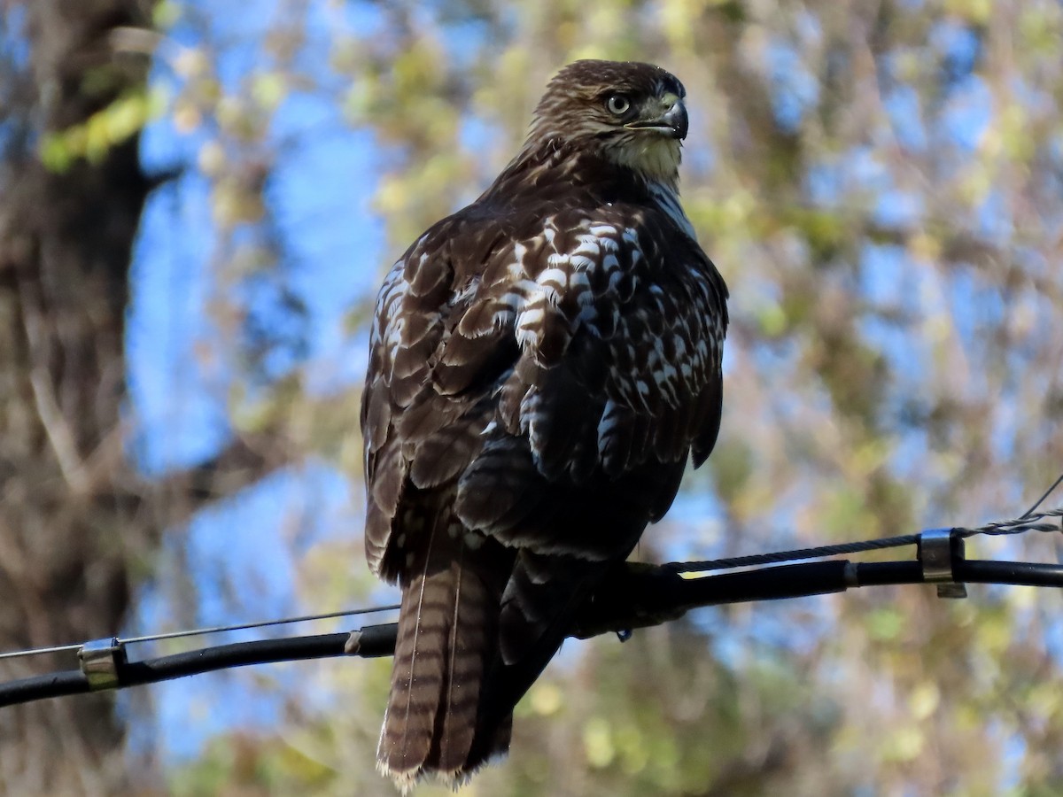 Red-tailed Hawk - ML286078081