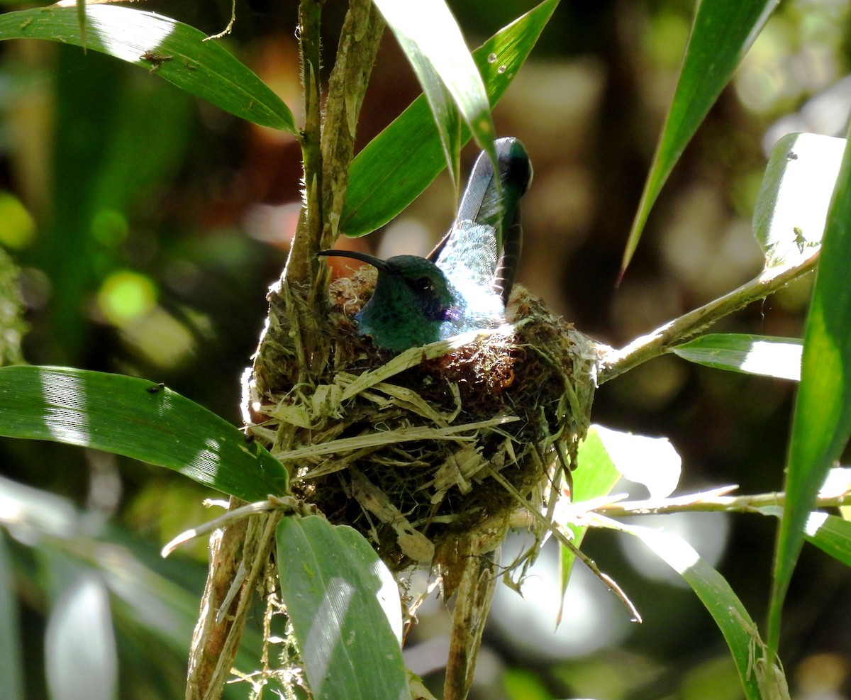 kolibřík modrouchý - ML286085111