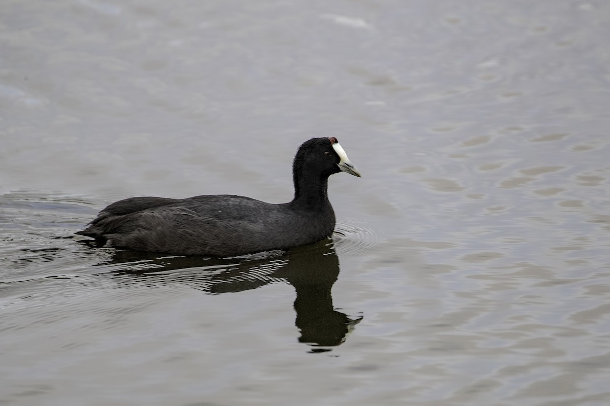 Red-knobbed Coot - ML286086121