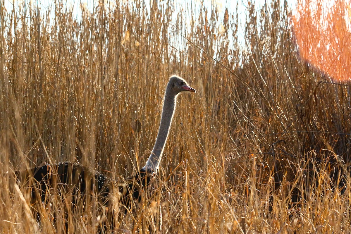 Common Ostrich - Bastiaan Notebaert