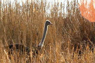 Common Ostrich, ML286086931
