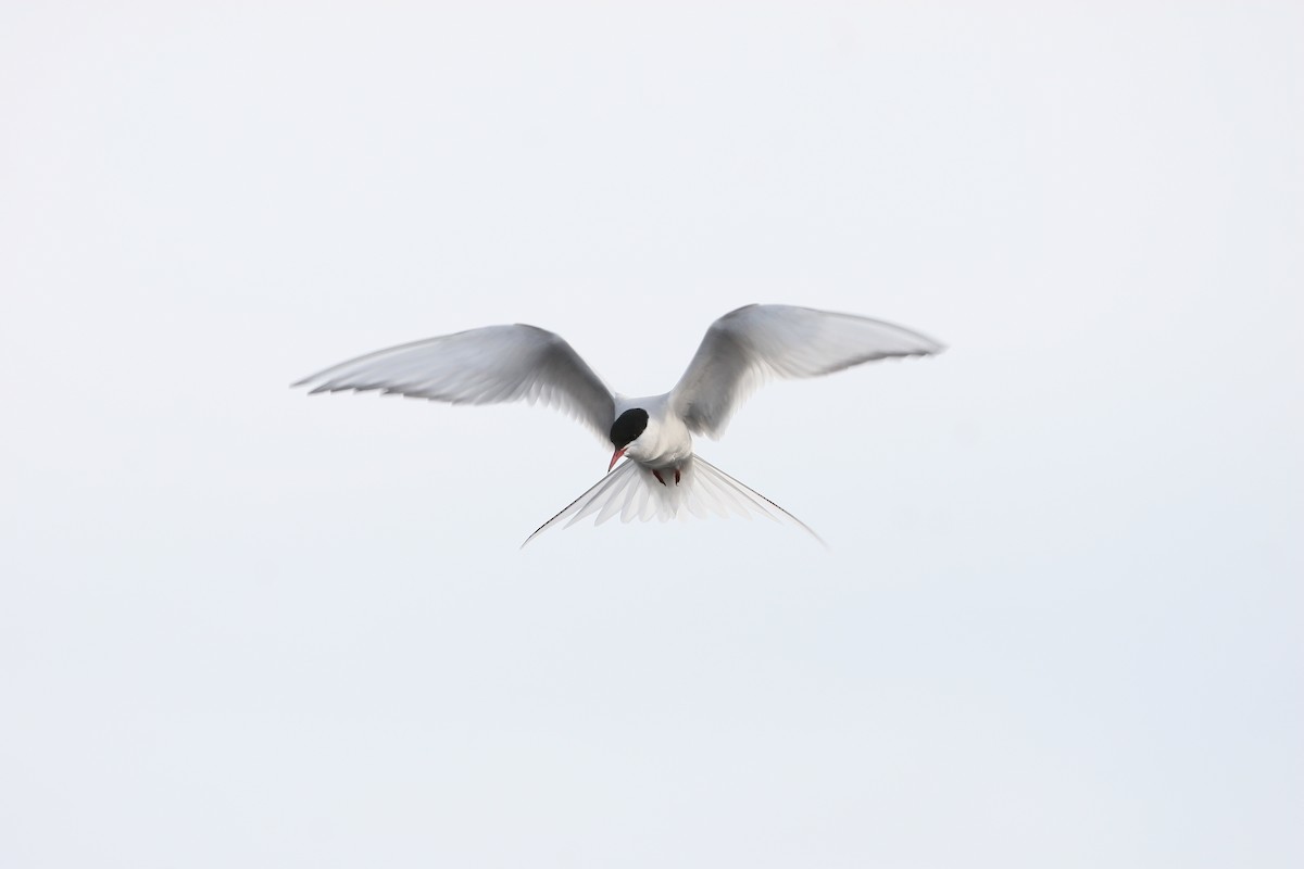 Arctic Tern - Samuel Denault