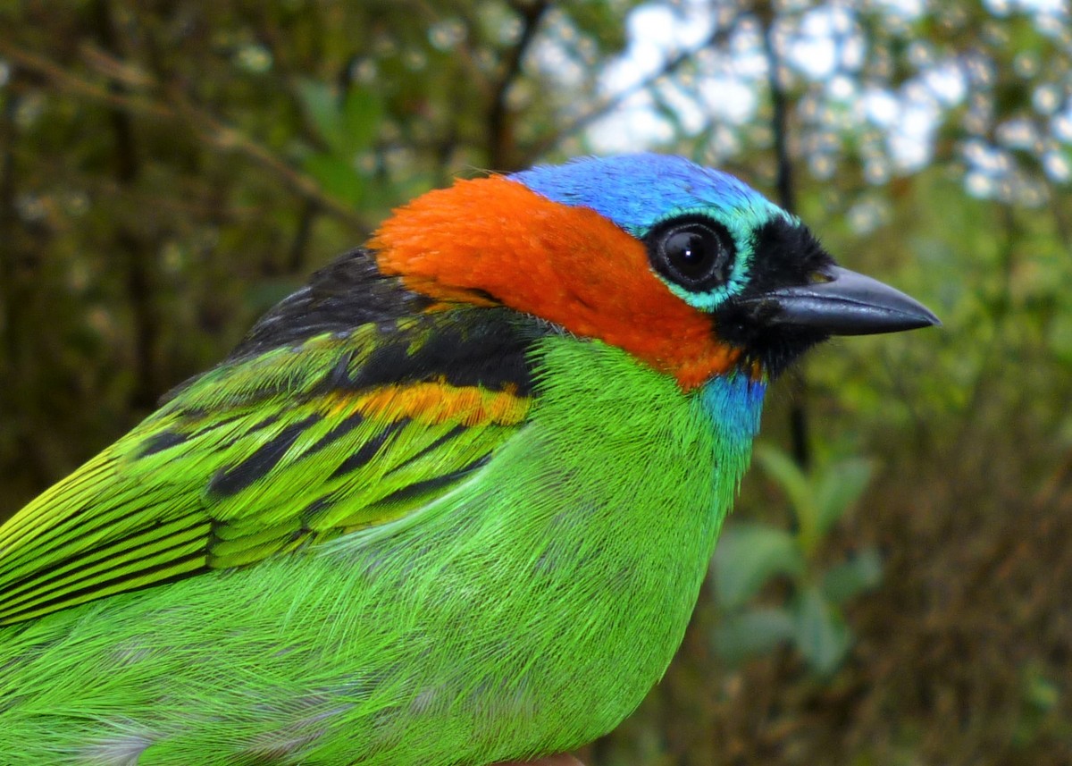 Red-necked Tanager - ML286088701