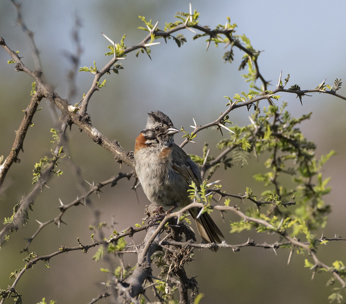Rufous-collared Sparrow - Esteban Villanueva (Aves Libres Chile)