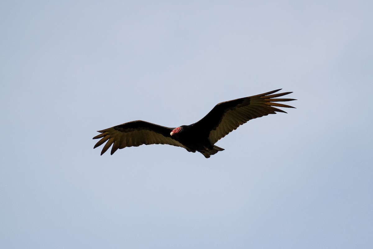 Turkey Vulture - ML286095121