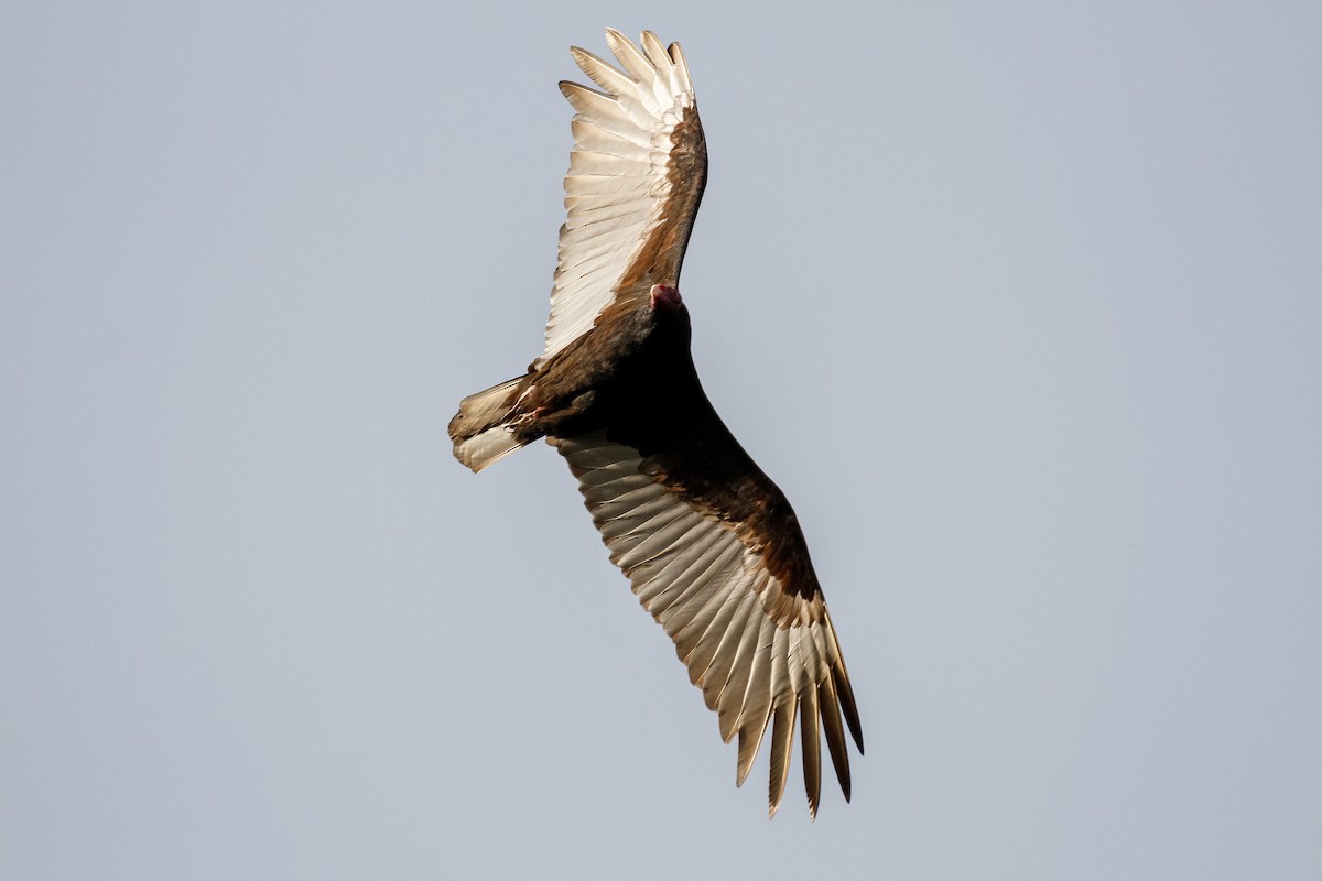 Turkey Vulture - ML286095131
