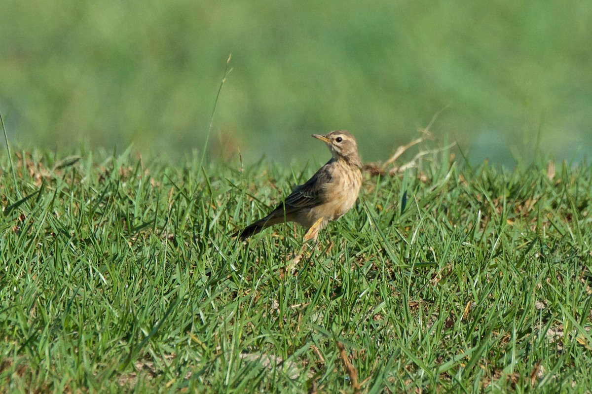 African Pipit - ML286096941