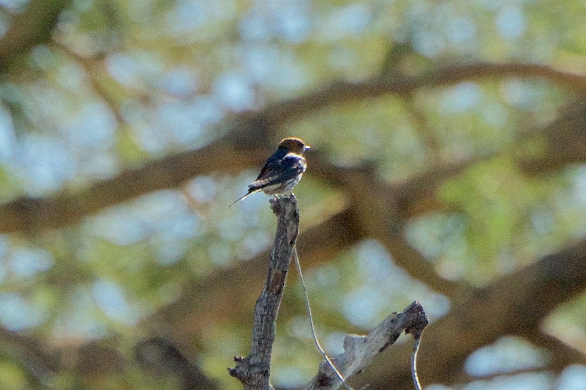 Lesser Striped Swallow - ML286097701