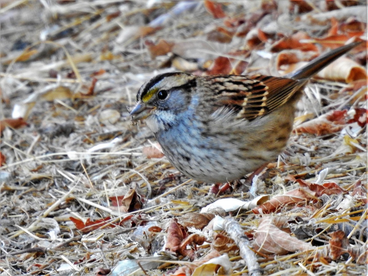 White-throated Sparrow - ML286098111