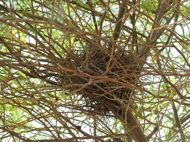 Nest; general view. - Eurasian Collared-Dove - 
