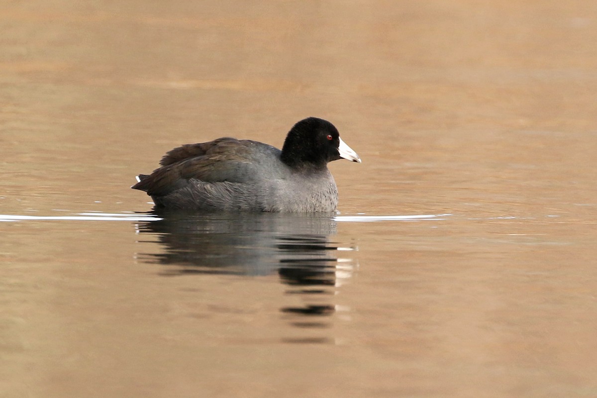 American Coot (Red-shielded) - ML286101261